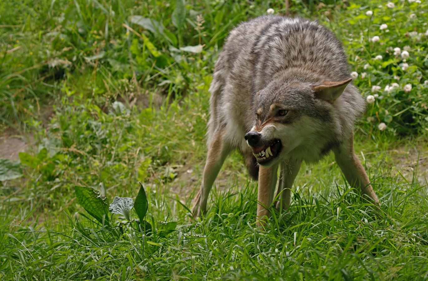 szürke farkas (Canis lupus)
