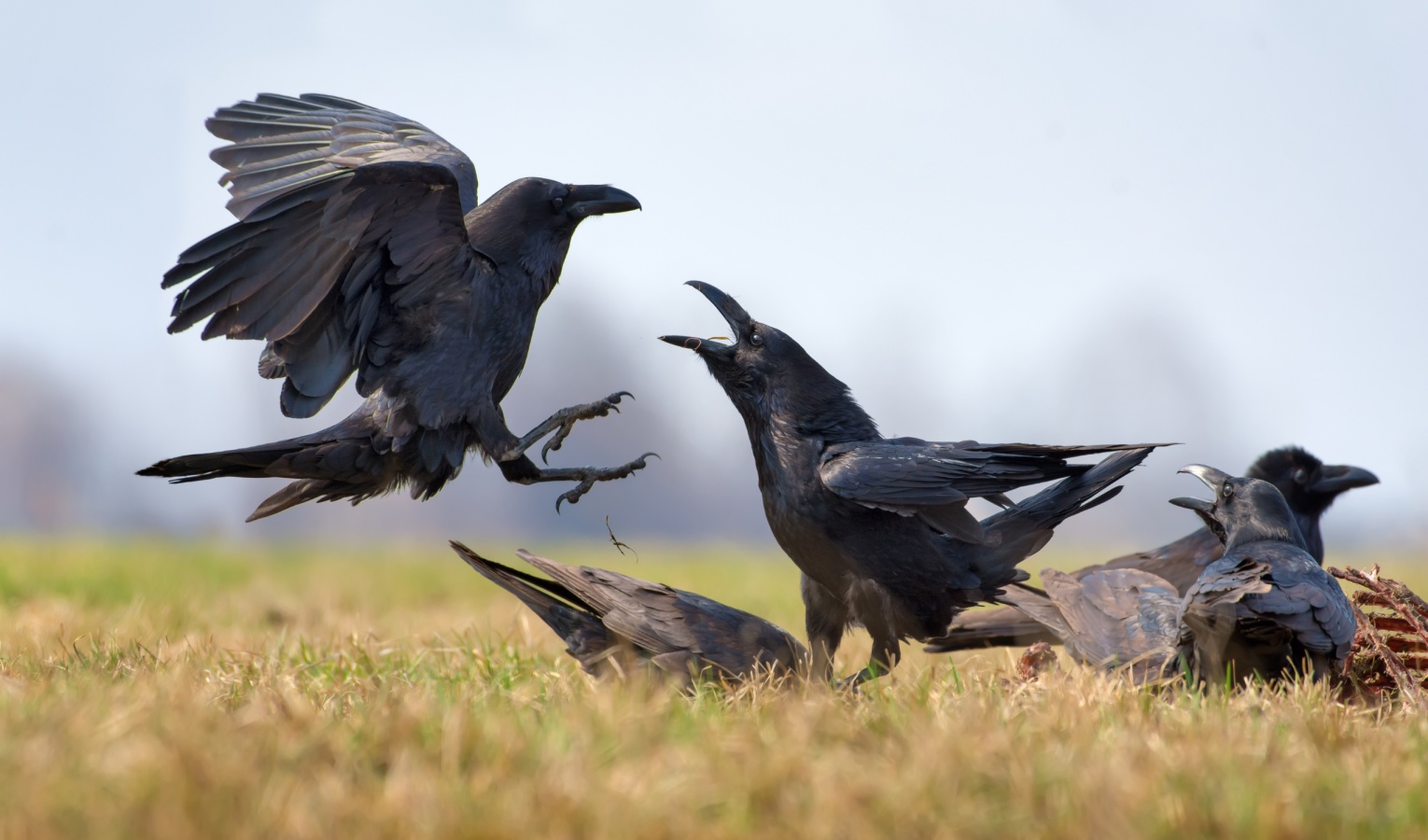 holló (Corvus corax)